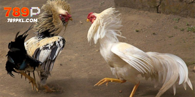 Sảnh đá gà Thomo có nhiều ưu điểm