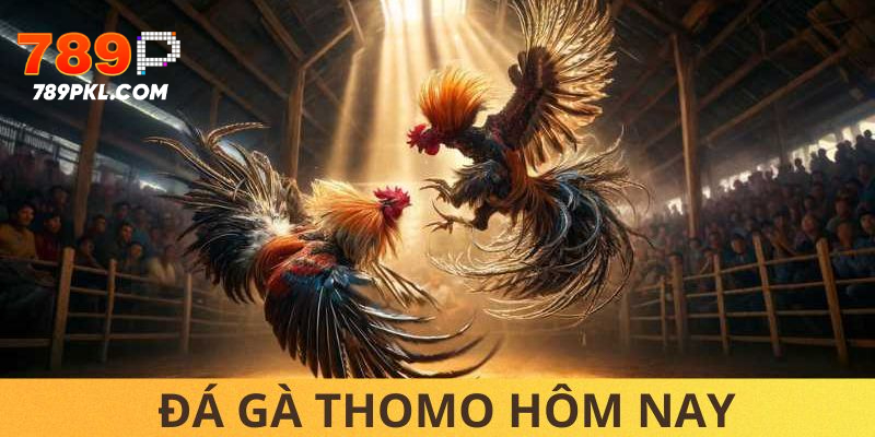 Hình thức live đá gà được quan tâm